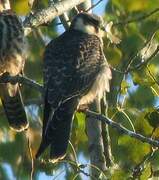 Eurasian Hobby