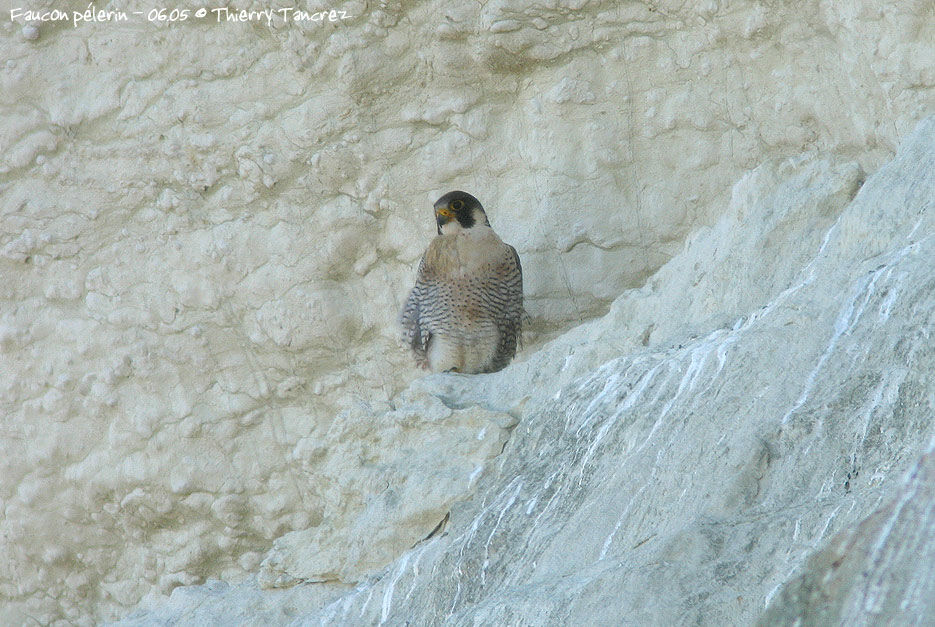 Faucon pèlerin