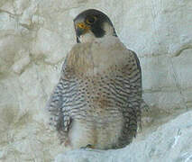 Peregrine Falcon