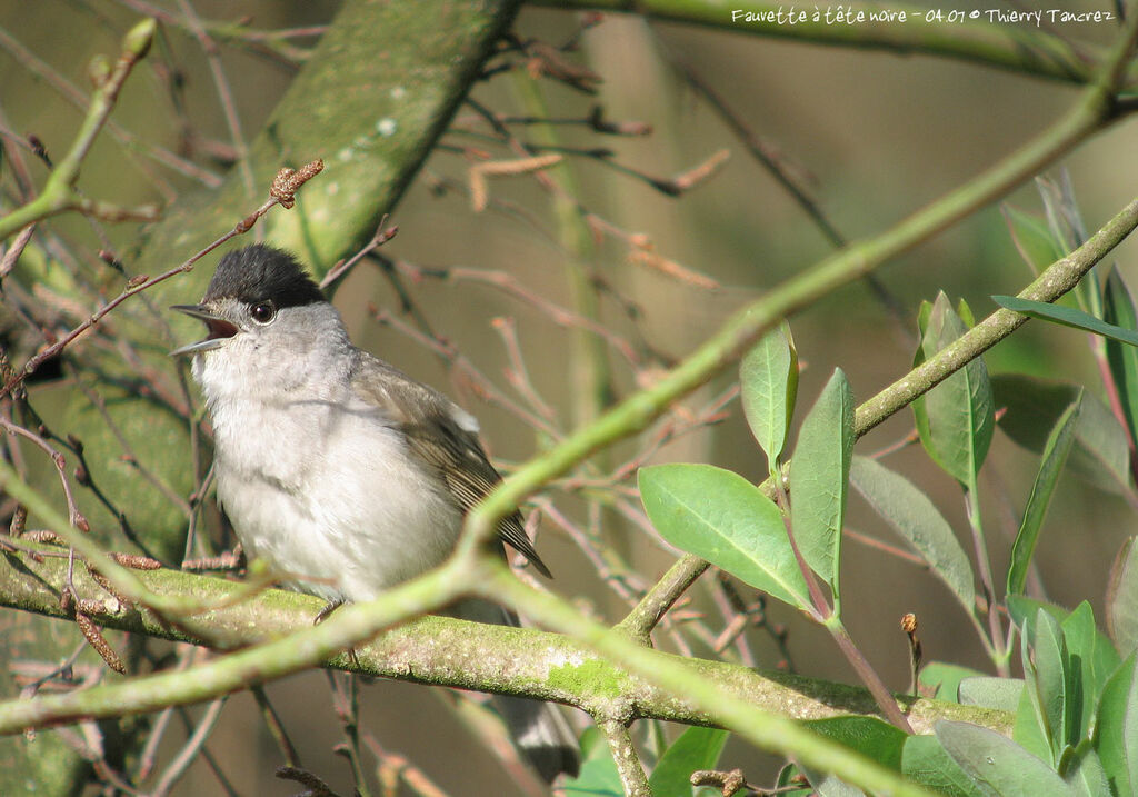 Eurasian Blackcap