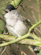 Eurasian Blackcap