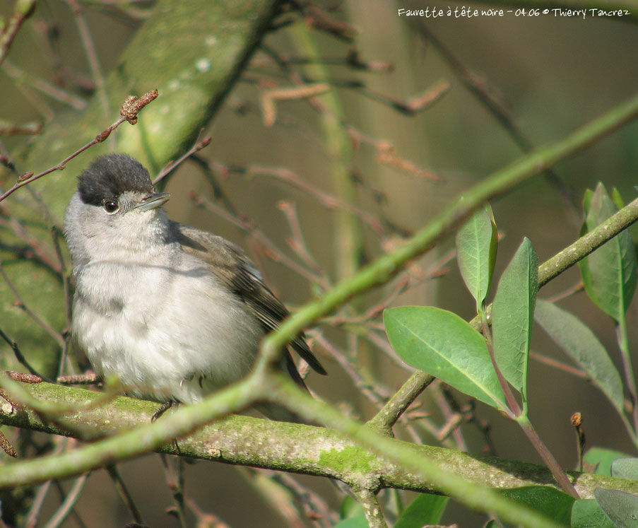 Eurasian Blackcap