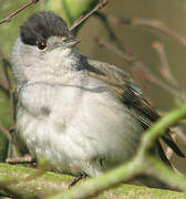 Eurasian Blackcap