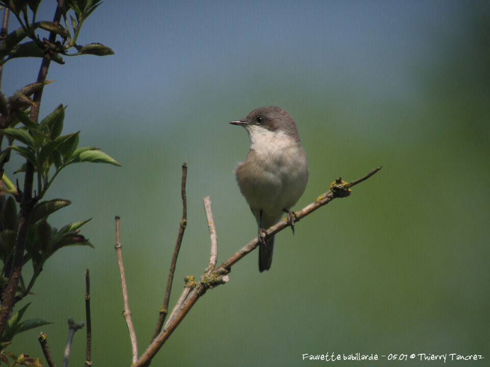 Lesser Whitethroat