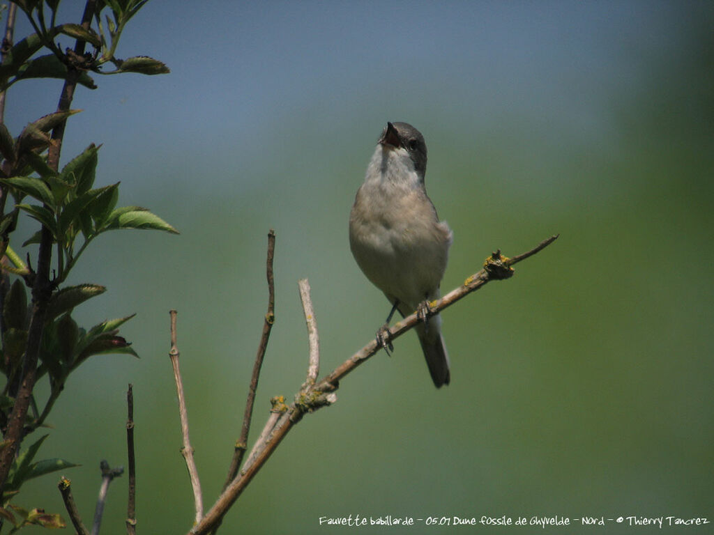 Lesser Whitethroat