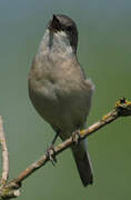 Lesser Whitethroat