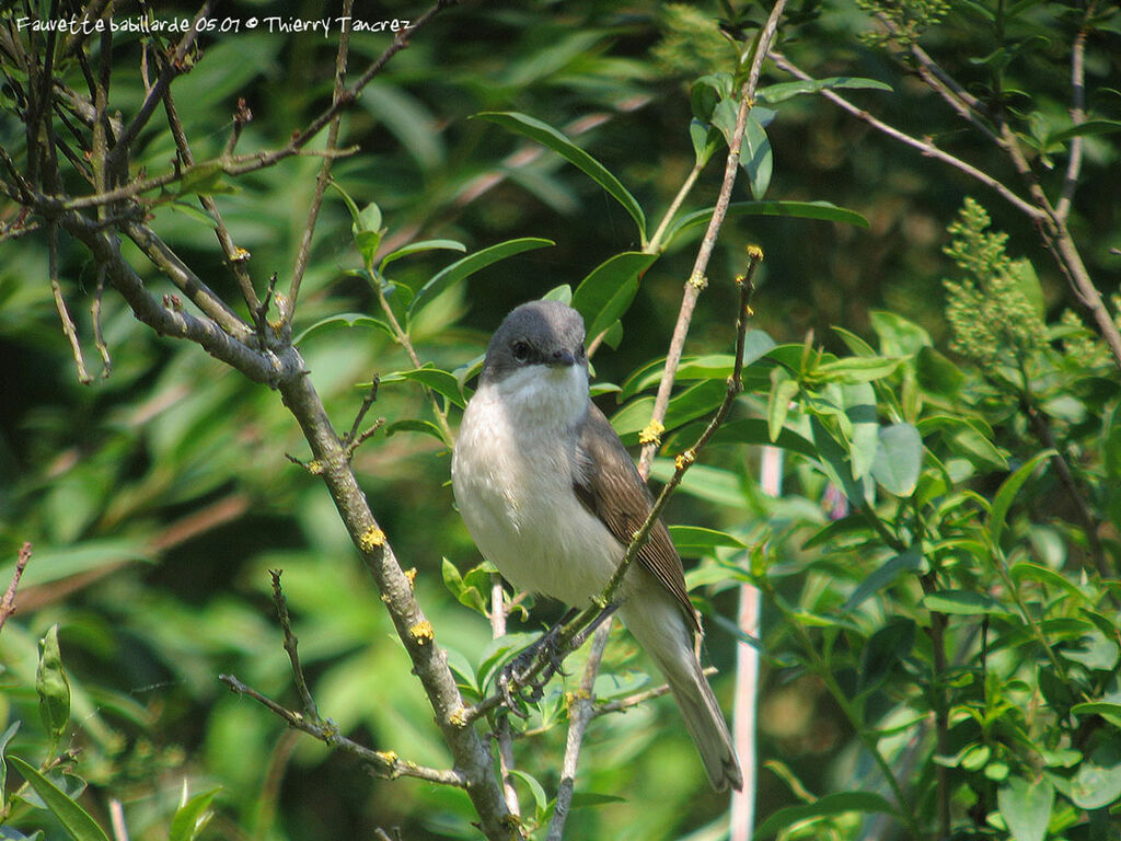 Lesser Whitethroat