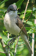 Lesser Whitethroat