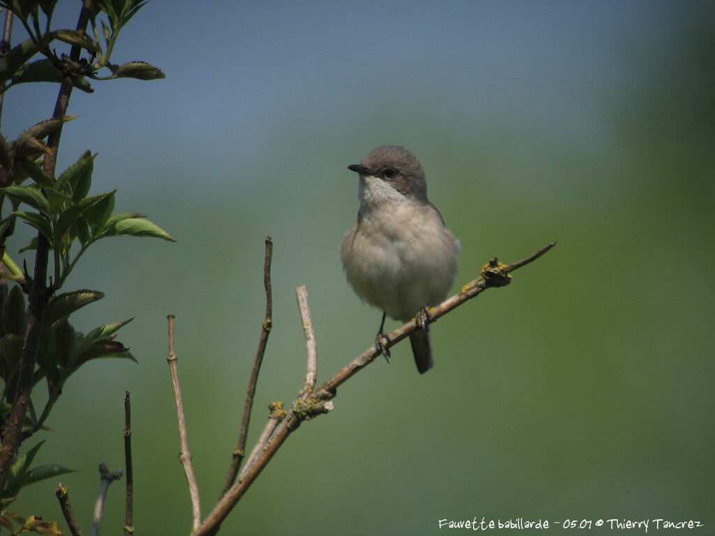 Lesser Whitethroat