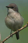 Lesser Whitethroat