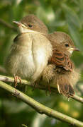 Common Whitethroat