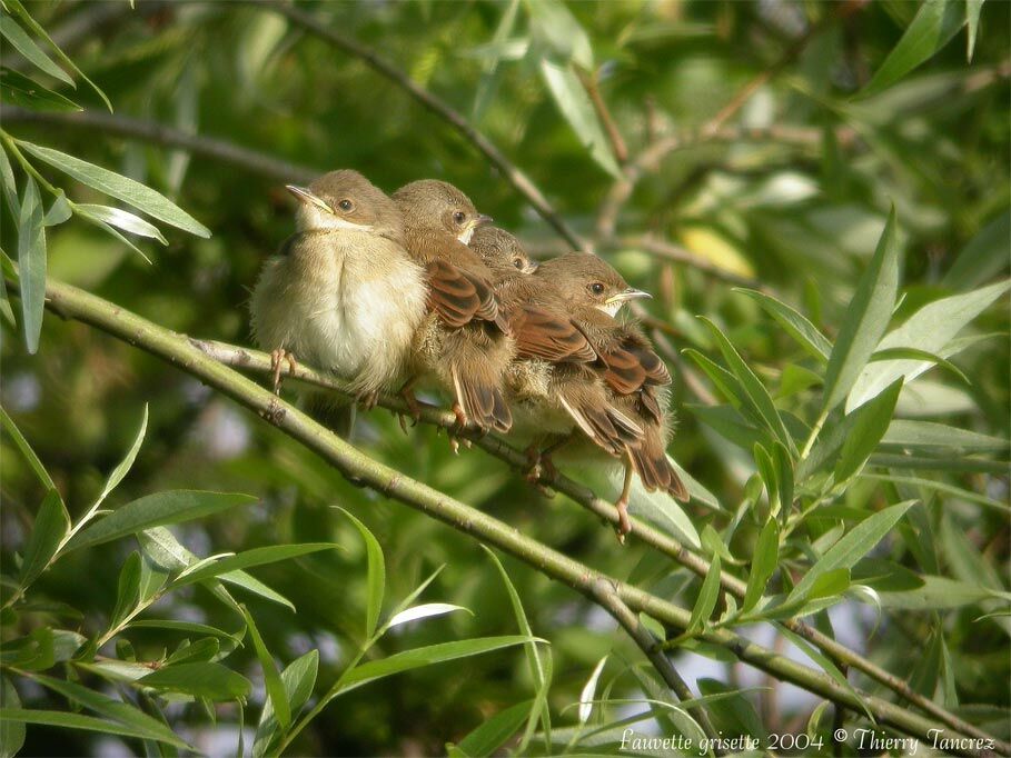 Common Whitethroat