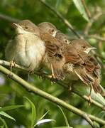 Common Whitethroat