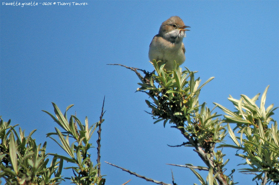 Common Whitethroat