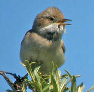 Common Whitethroat