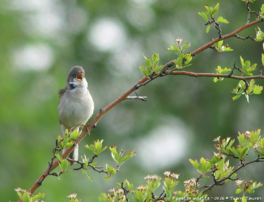 Common Whitethroat