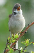 Common Whitethroat