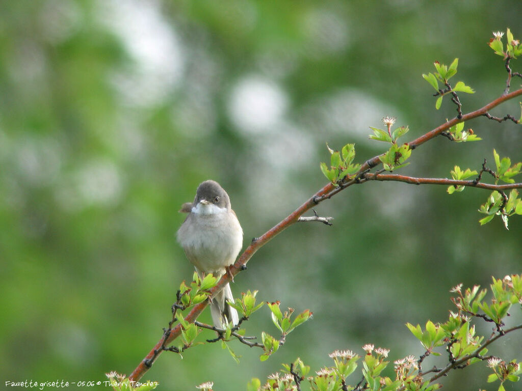 Common Whitethroat