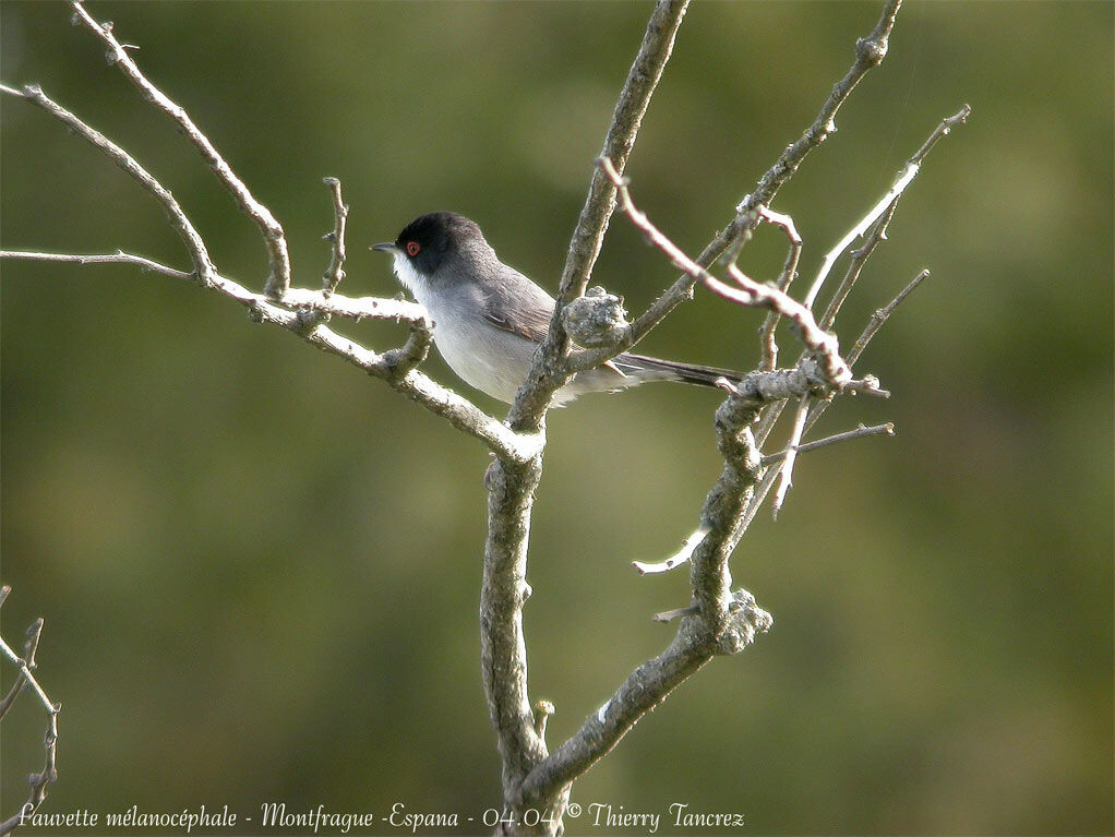 Sardinian Warbler