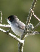 Sardinian Warbler