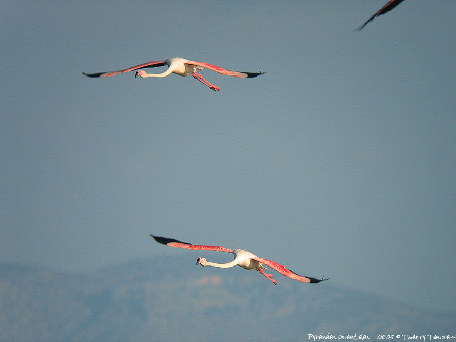 Flamant rose