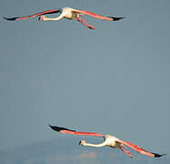 Flamant rose