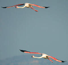 Flamant rose