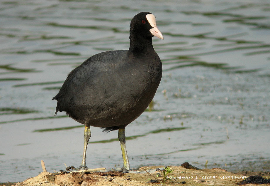 Eurasian Coot