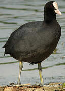 Eurasian Coot