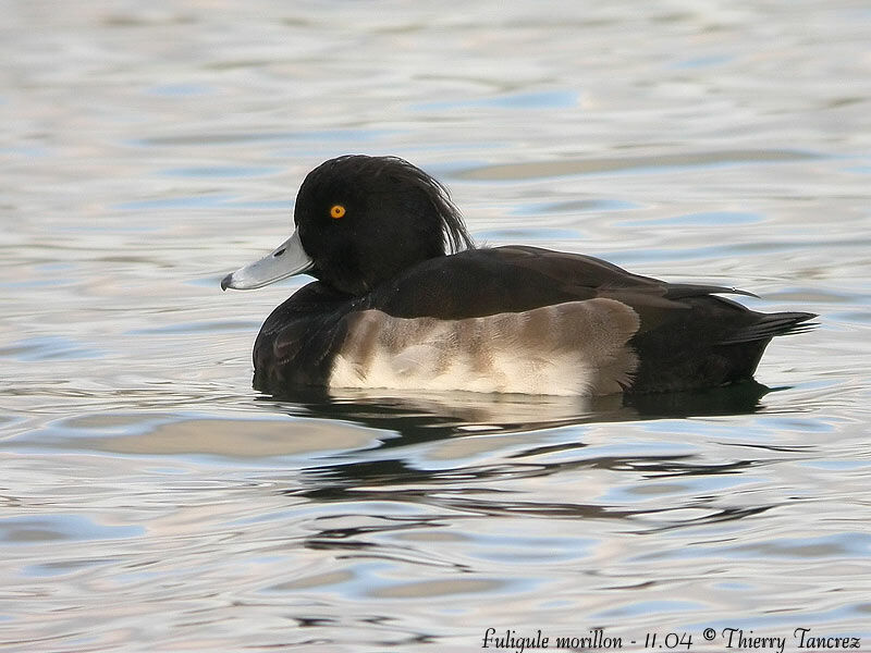 Tufted Duck