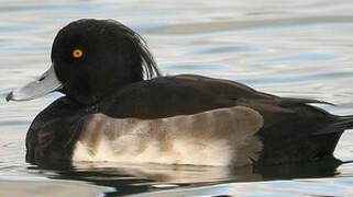 Tufted Duck