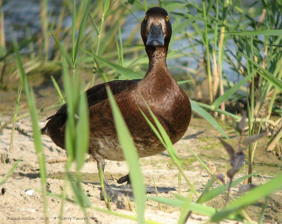 Fuligule morillon