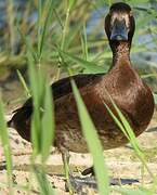 Tufted Duck