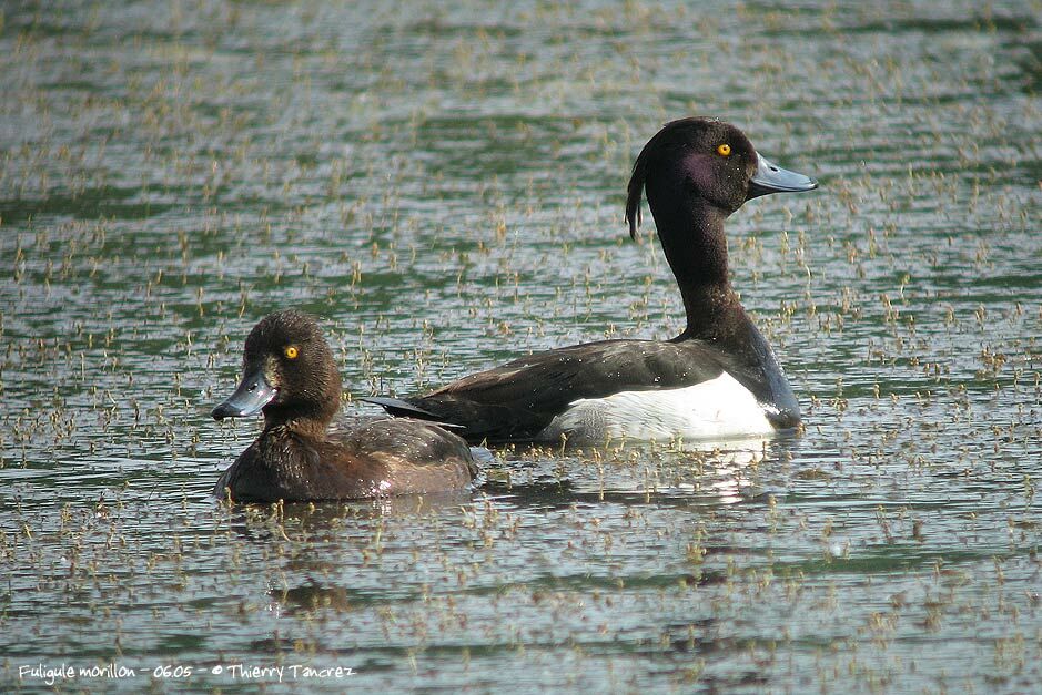 Tufted Duck