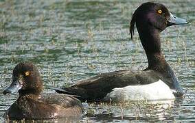 Tufted Duck