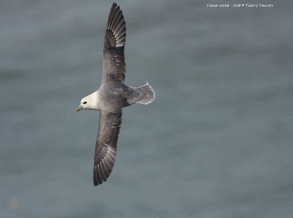 Northern Fulmar