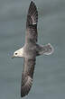 Fulmar boréal