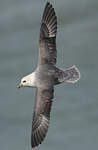 Fulmar boréal