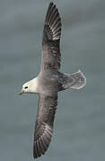 Northern Fulmar