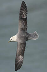 Fulmar boréal