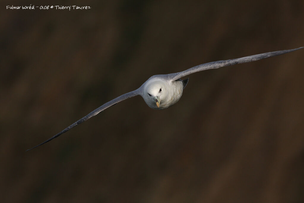 Northern Fulmar