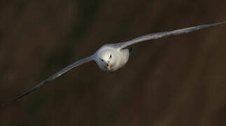 Fulmar boréal