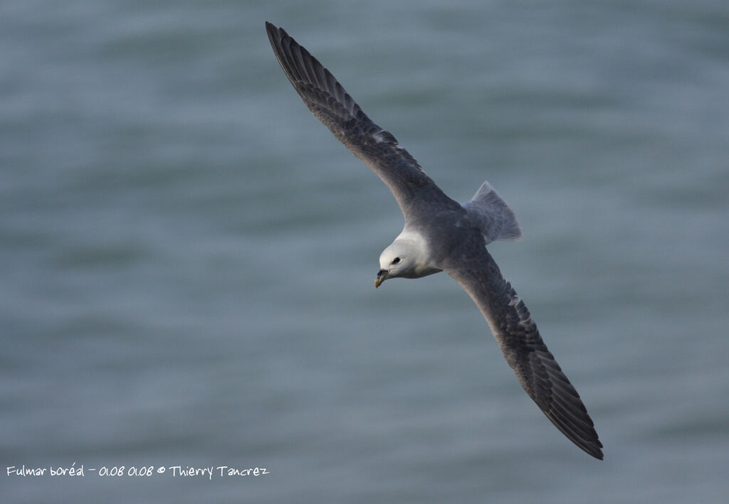 Fulmar boréal