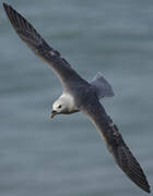 Northern Fulmar