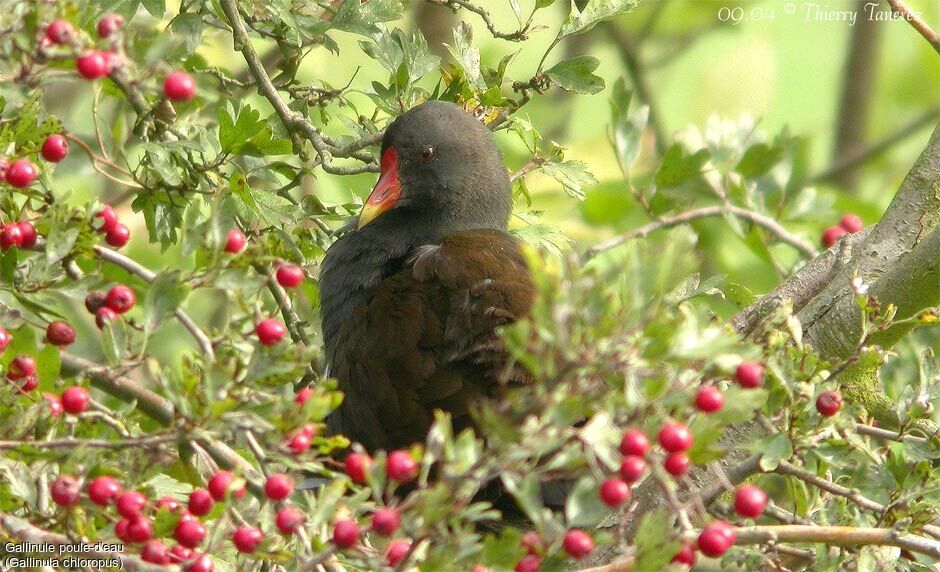 Common Moorhen