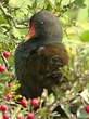 Gallinule poule-d'eau