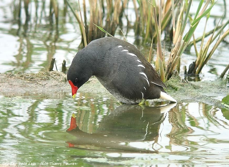 Common Moorhen