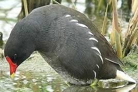 Common Moorhen