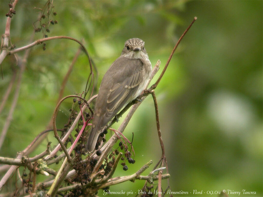 Spotted Flycatcher