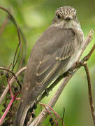 Spotted Flycatcher